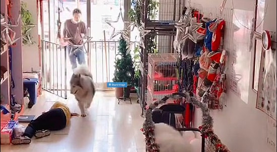 Хаски спасала жизнь женщине, которая упала в обморок в зоомагазине, и теперь ее сравнивают с Лесси