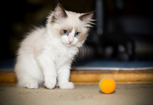 Tespit Edilen İlk Ölüm: Bir Kedi Kovid-19 Sebebiyle Hayatını Kaybetti