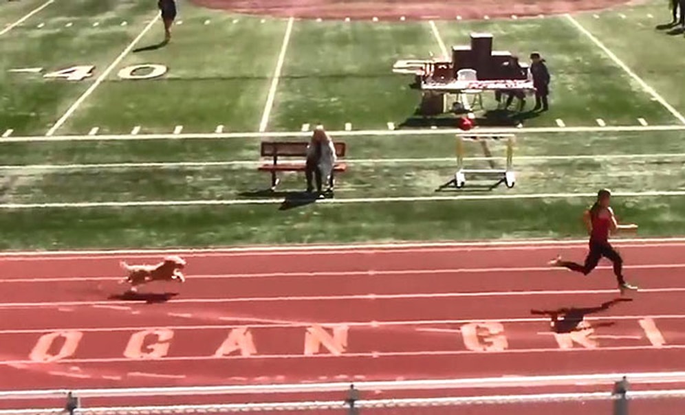 ABD’de Tribünden Atlayan Köpek Atletizm Yarışmasını Birincilikle Bitirdi