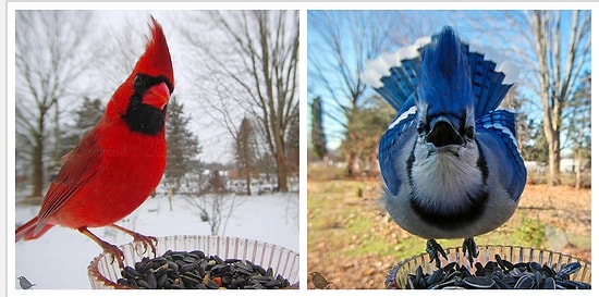 Жительница США установила в своем саду кормушку для птиц и теперь делится в Сети забавными фото лесных гостей (10 фото)