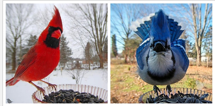 Жительница США установила в своем саду кормушку для птиц и теперь делится в Сети забавными фото лесных гостей (10 фото)