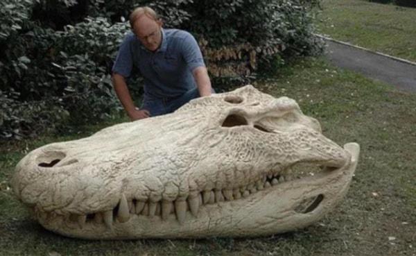 8. Şimdiye kadar yaşamış en büyük timsah olduğuna inanılan purussaurus timsahının kafatası;