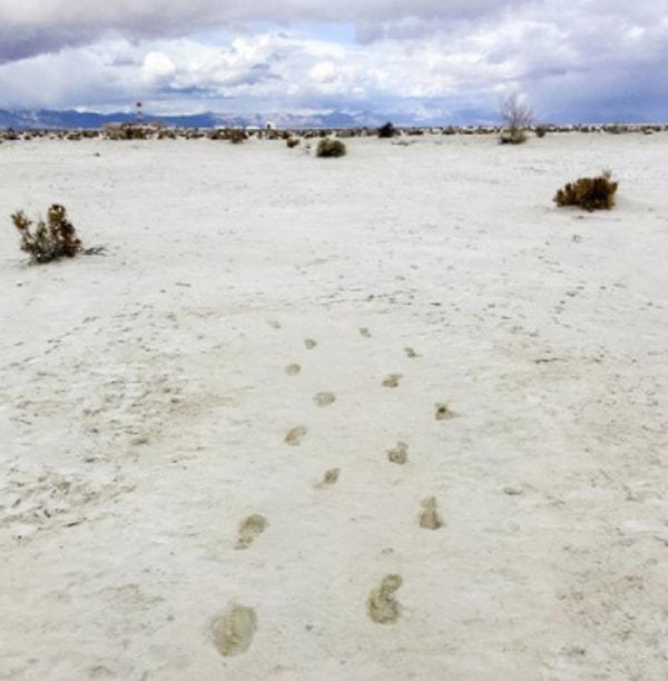 25. 12.000 yıllık bu insan ayak izleri ise New Meksico'da bulundu.