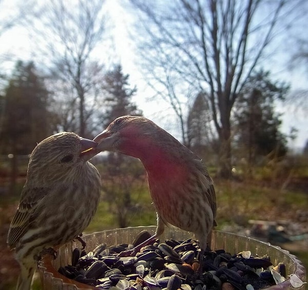 8. Дом Зяблики