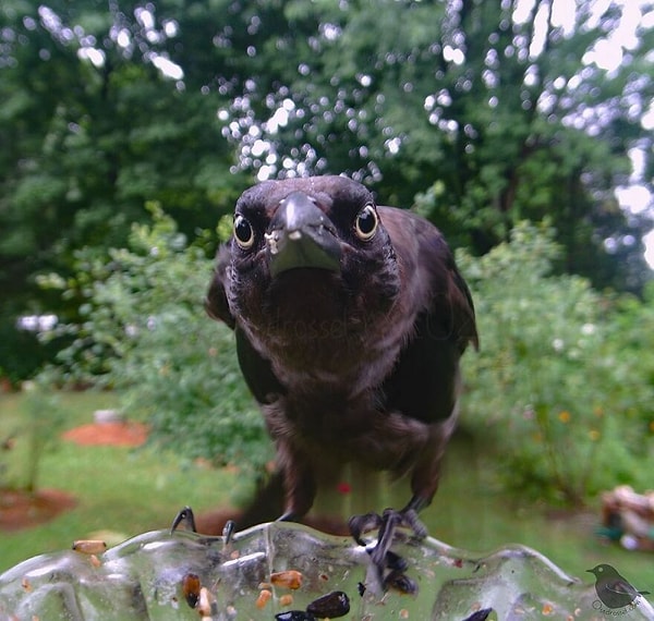 14. Гракл обыкновенный