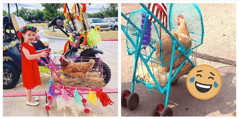 Владельцы домашних куриц стали выводить своих питомцев на прогулки...в специально предназначенных для этого колясках! (10 фото)