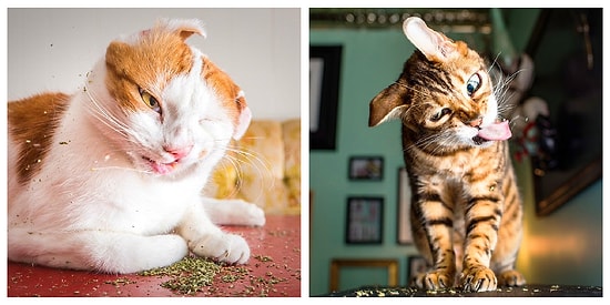 12 котов под кайфом, которые явно перебрали с валерианой