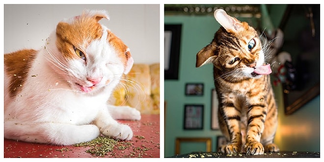 12 котов под кайфом, которые явно перебрали с валерианой