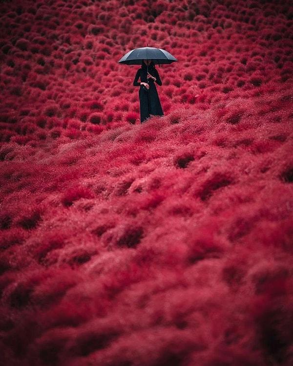 17. Japonya'da kırmızı halıda yürümek tam olarak böyle bir şey.