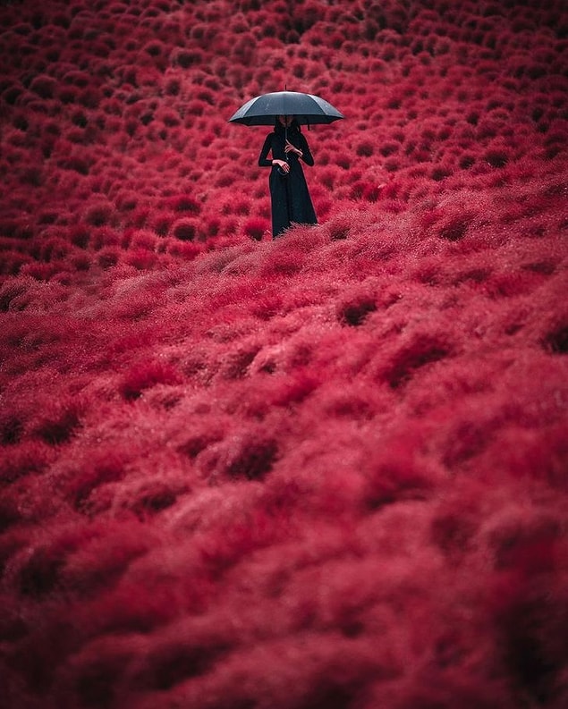 17. Japonya'da kırmızı halıda yürümek tam olarak böyle bir şey.