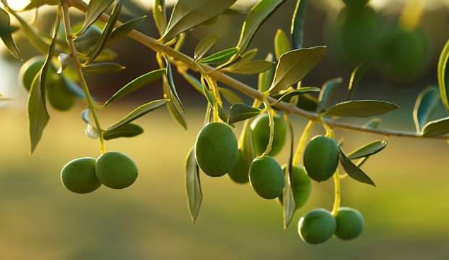 7. Ortalama bir zeytin ağacının ömrü ne kadardır?