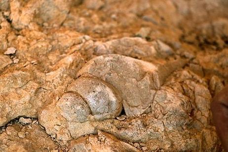 Milyonlarca Yıl Önce Elazığ Beachleri: Kayalık Alanda Deniz Canlılarının Fosilleri Bulundu