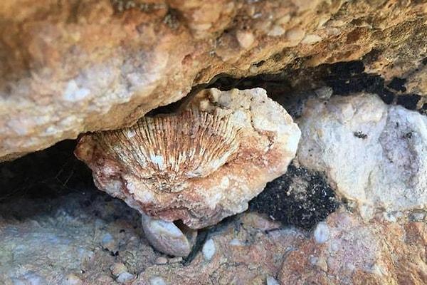 Everest Dağı'nda bile deniz canlısı fosilleri bulundu