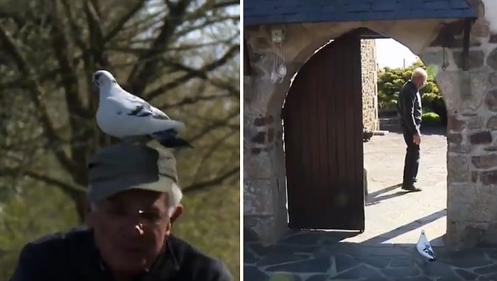 Yıllar Önce Yaralıyken Kurtardığı Güvercin ile Dost Olan Adamın Muhteşem Görüntüleri
