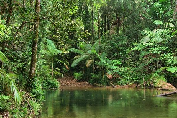 5. Daintree Yağmur Ormanı - Avustralya