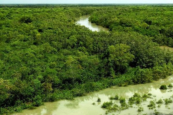 8. Sundarbans Ormanı - Hindistan
