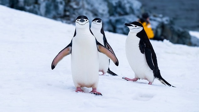 14. Penguenler hayatlarının sonuna kadar tek eşli kalır.
