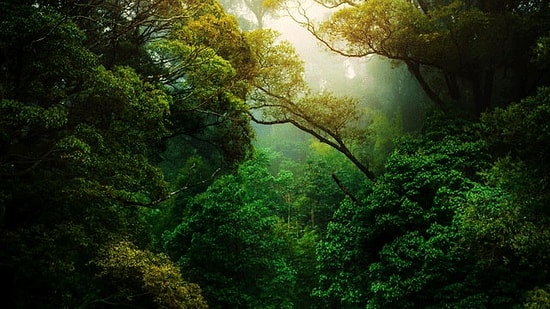Nefes Almak İçin Onları Korumak Zorundayız! Dünyamızın Akciğerleri Olan 10 Orman