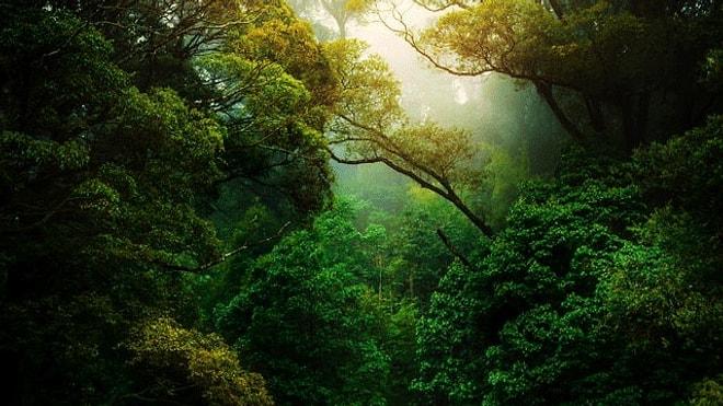 Nefes Almak İçin Onları Korumak Zorundayız! Dünyamızın Akciğerleri Olan 10 Orman