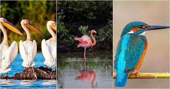 Hepsi Büyüleyici: Göç Eden Kuşların Nesillerinin Devamı İçin Büyük Önem Taşıyan Ülkemizdeki Kuş Cennetleri