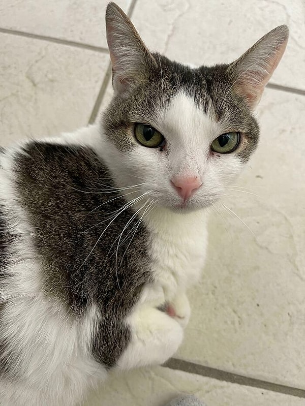 11. Эту старушку (ей почти 18 лет) отдали в приют, где она жила почти год, пока мы не удочерили ее несколько месяцев назад. Дали ей возможность жить лучше, в любви и заботе