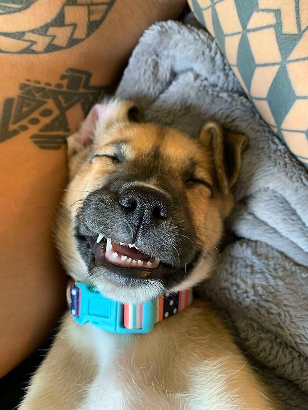 12. Я работаю в приюте, и вчера эту кроху приютили ее новые хозяева. Попросил их кинуть фото, и вот что я получил)