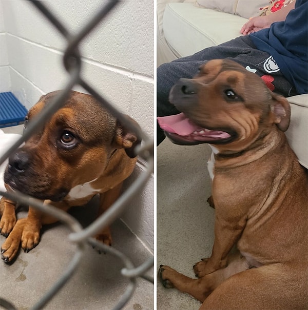 13. До и после того, как эту малышку приютили. Почувствуйте разницу