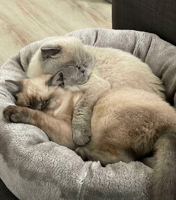 14. Приютили его две недели назад. Это их первые обнимашки)