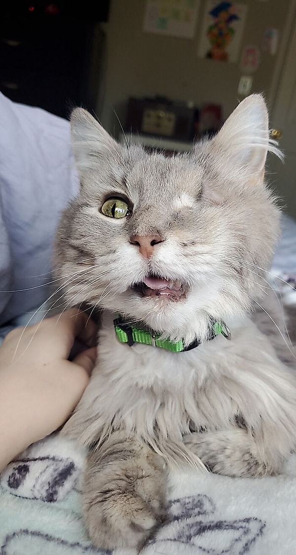 15. Только что приютил эту беднягу. Это Суши, и ей 9 лет