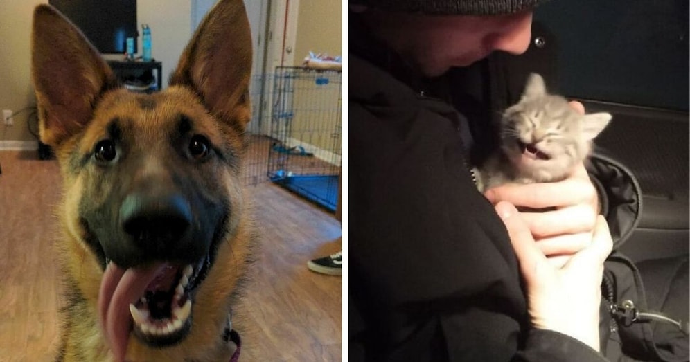 15 самых милых и трогательных фото с животными, которых спасли в этом месяце и приютили в их новый дом