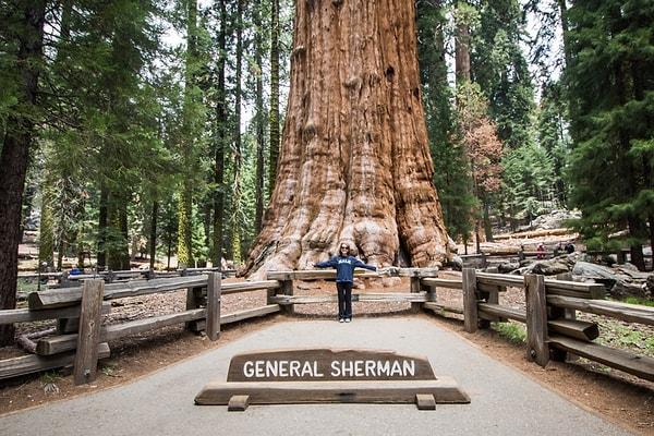 8. Aynı zamanda dünyanın en büyük ağacı olan 115 metrelik boya sahip General Sherman Ağacı da Kaliforniya Sequoia Ulusal Parkı'nda bulunuyor.