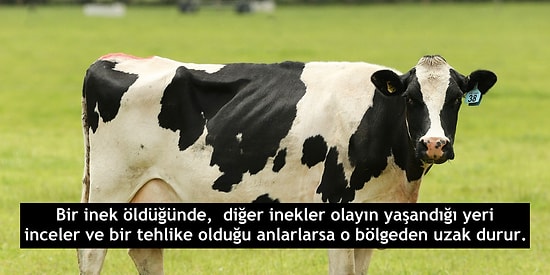 Bugün İlk Kez Duyacağınız ve Eşe Dosta Anlatıp Onları Şaşkına Çevirebileceğiniz İlginç Bilgiler