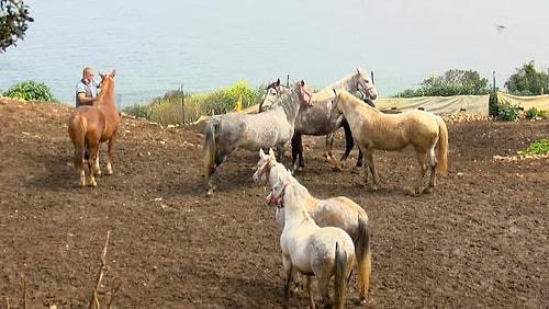 Yeni Ayrıntılar Ortaya Çıktı: İBB'nin Hibe Ettiği 'Kayıp' Atlara Ne Oldu?