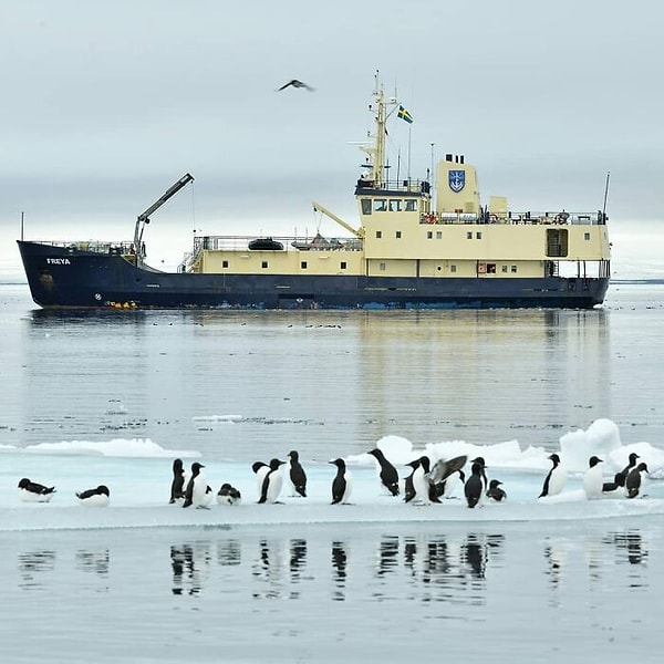 С тех пор, как появились фотографии, они стали вирусными, набрав более 100 тысяч лайков только на Reddit