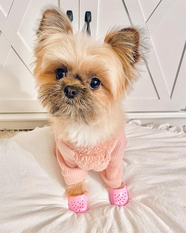 5. Кроксы для собак можно заказать в количестве 2-х или 4-х штук.