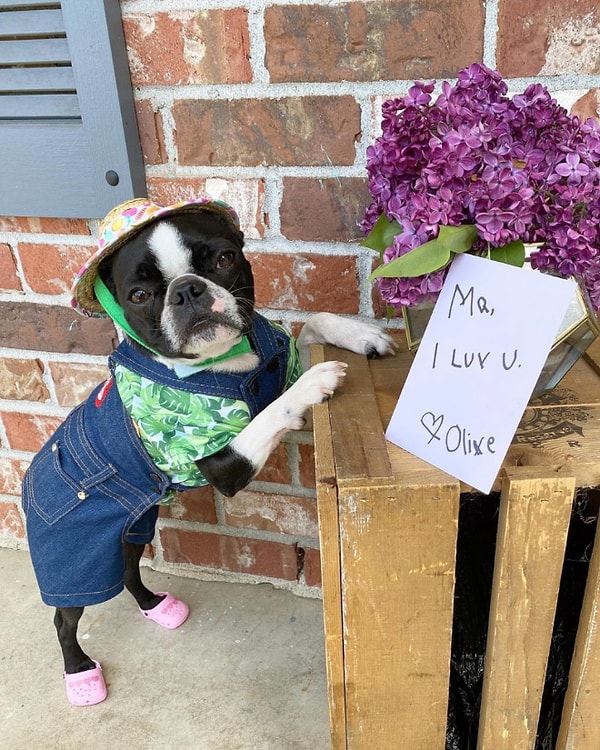 6. "Собачьи" кроксы очень похожи на человеческие и, по утверждению производителя, такие же удобные и дышащие!