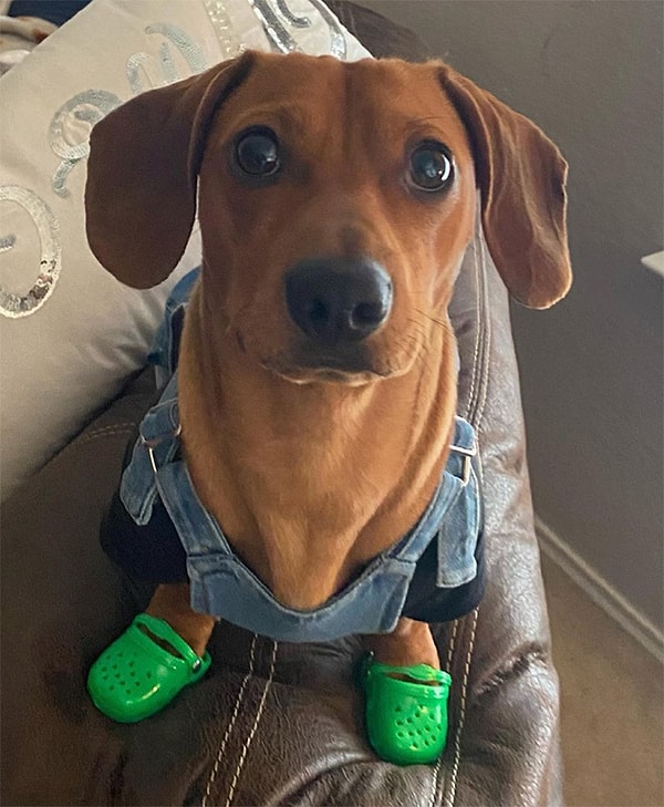 9. Плюс это стопроцентный способ привлечь всеобщее внимание на прогулке к вам и вашей бедняге-собаке :).