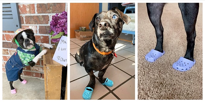 Все покупают кроксы для своих собак! А вы уже успели прибарахлиться? (10 фото)