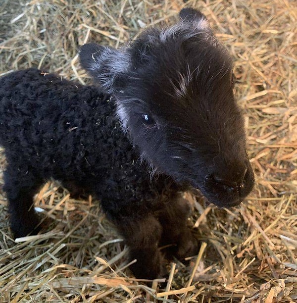 4. "Сегодня у нас на ферме родился этот очаровательный барашек!"