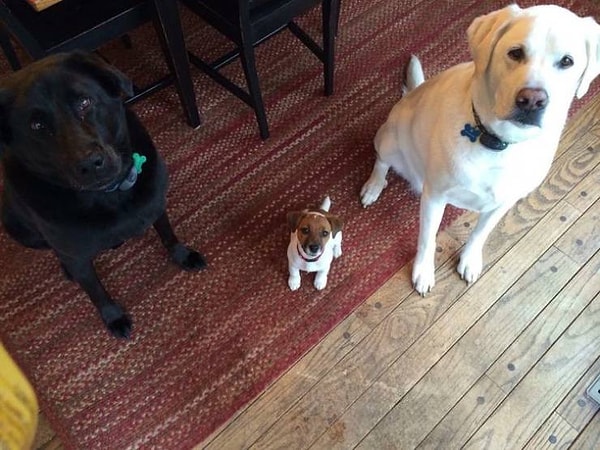 5. 2 с половиной пса :)