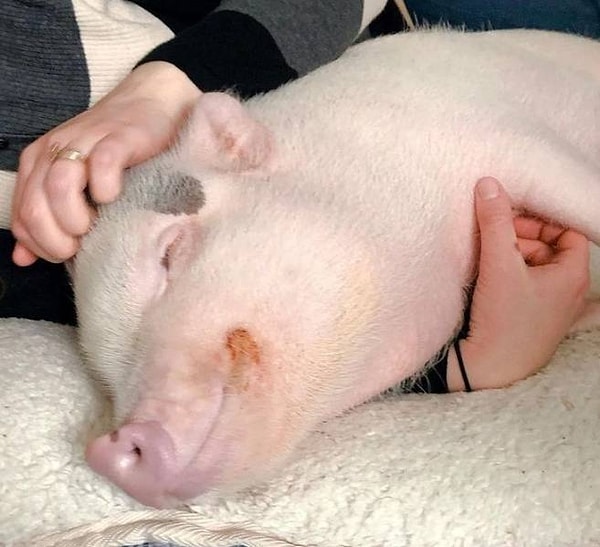 9. Хрюшка перекусила тыквой и теперь наслаждается обнимашками со своей хозяйкой.