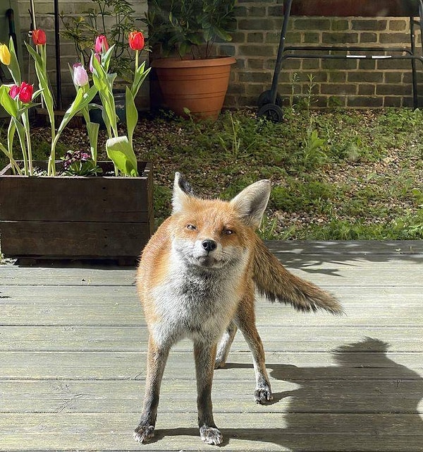 11. "Эта пушистая красотка прибегает в мой сад каждый день, чтобы поздороваться со мной".