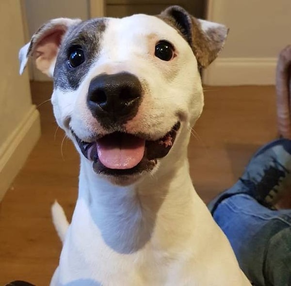 12. "Собака моего брата здорово смахивает на персонаж из какого-то мультика, не правда ли? :)"