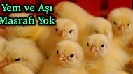 45 Günde 35 Bin TL Kazanmak mı? Etlik Civciv Besleyip Kendi İşinizi Yaparak Kazanmanın Yolunu Anlatıyoruz!