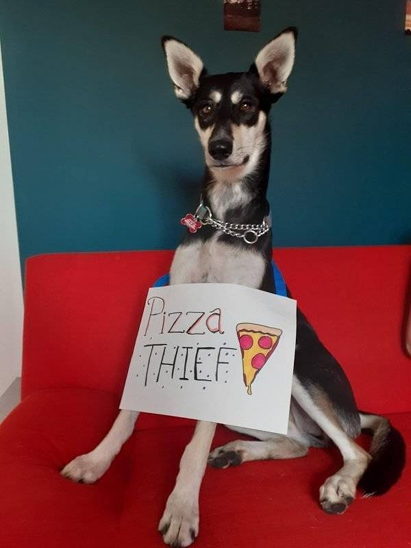 10. "Похититель пицц🍕🍕🍕"