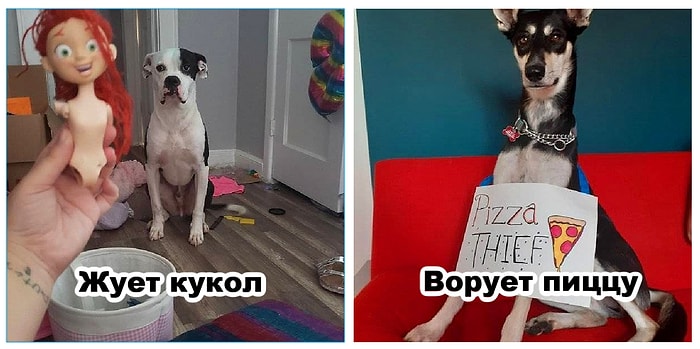 Доска позора наших домашних животных: 10 уморительных фото