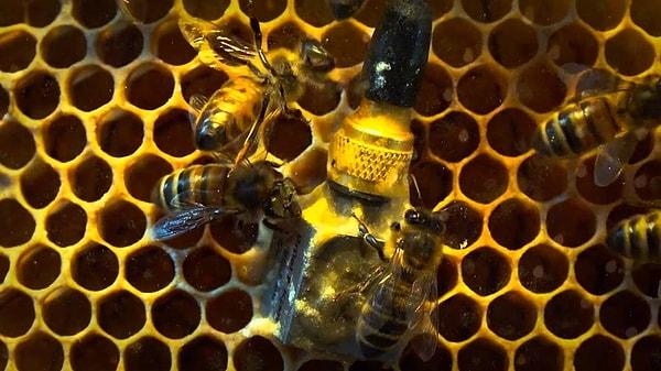 Kısacası arıların uçmasında bilim dışı bir şey yoktur.