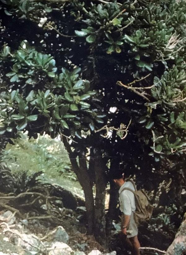 9. Yeni Zelanda'ya özgü ve dünyanın en nadir ağacı olan Kaikōmako zamanla meyve verdirilerek kurtarılmıştır.