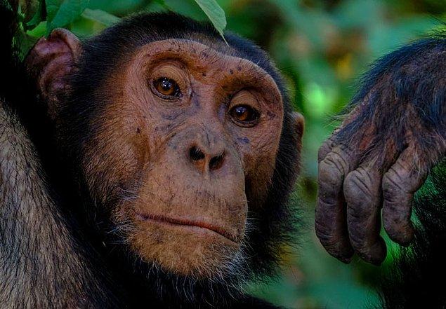 23. Fındık kırmanın daha kolay bir yolunu öğrenen bir şempanzenin, daha az akıllı bir gruba yerleştirildiği zaman bu özelliğini kullanmayı bıraktığı gözlemlenmiştir.