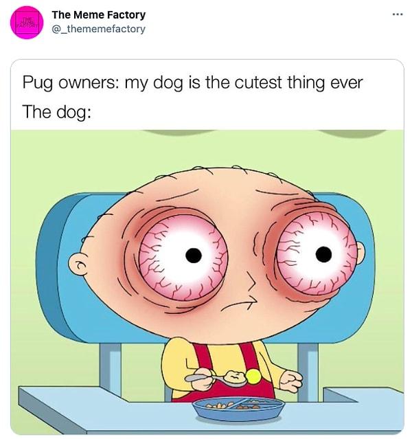 14. "Pug sahipleri: Köpeğim dünyanın en tatlı şeyi.  /   Köpek: "